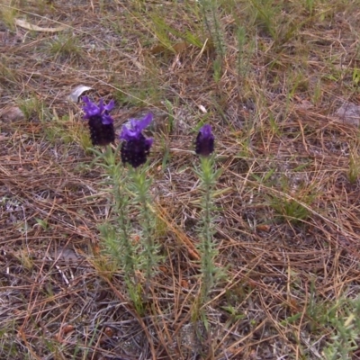 Lavandula stoechas (Spanish Lavender or Topped Lavender) at Isaacs, ACT - 22 Oct 2017 by Mike