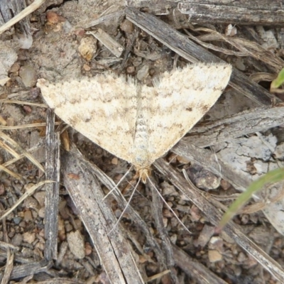 Scopula rubraria (Reddish Wave, Plantain Moth) at Stromlo, ACT - 22 Oct 2017 by Christine