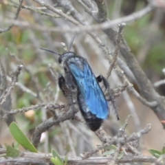 Austroscolia soror (Blue Flower Wasp) at Block 402 - 21 Oct 2017 by Christine