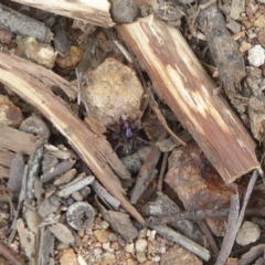 Zodariidae (family) (Unidentified Ant spider or Spotted ground spider) at Denman Prospect, ACT - 21 Oct 2017 by Christine