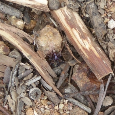 Zodariidae (family) (Unidentified Ant spider or Spotted ground spider) at Piney Ridge - 21 Oct 2017 by Christine