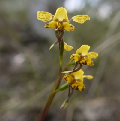 Diuris nigromontana (Black Mountain Leopard Orchid) at Canberra Central, ACT - 22 Oct 2017 by ClubFED