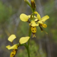 Diuris sulphurea (Tiger Orchid) at Acton, ACT - 22 Oct 2017 by ClubFED