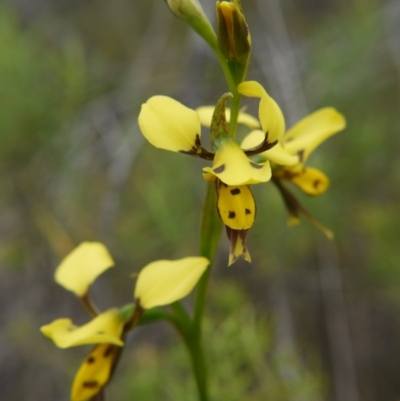 Diuris sulphurea (Tiger Orchid) at Acton, ACT - 22 Oct 2017 by ClubFED