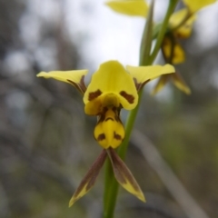 Diuris sulphurea at Acton, ACT - 22 Oct 2017