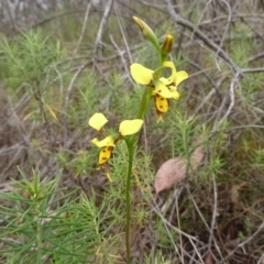 Diuris sulphurea at Acton, ACT - 22 Oct 2017