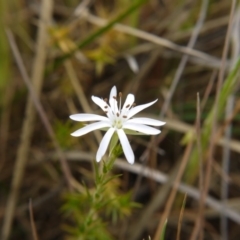 Stellaria pungens (Prickly Starwort) at Acton, ACT - 22 Oct 2017 by ClubFED