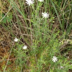 Stellaria pungens at Acton, ACT - 22 Oct 2017