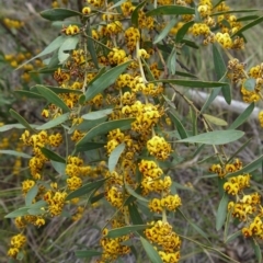 Daviesia mimosoides (Bitter Pea) at Black Mountain - 22 Oct 2017 by ClubFED