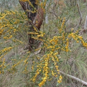 Daviesia mimosoides at Canberra Central, ACT - 22 Oct 2017