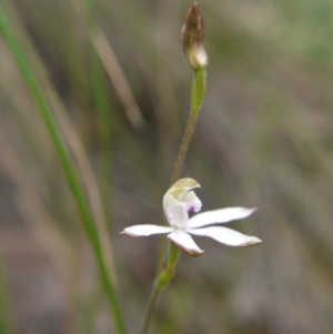 Caladenia moschata at Canberra Central, ACT - 22 Oct 2017