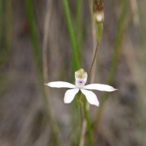 Caladenia moschata at Canberra Central, ACT - 22 Oct 2017