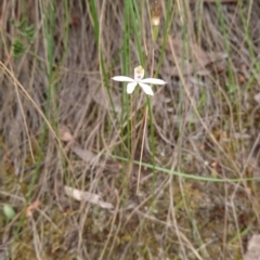 Caladenia moschata at Canberra Central, ACT - suppressed