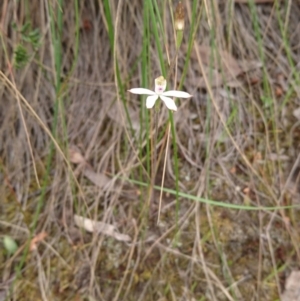 Caladenia moschata at Canberra Central, ACT - 22 Oct 2017