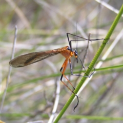 Harpobittacus australis (Hangingfly) at Kambah, ACT - 22 Oct 2017 by MatthewFrawley