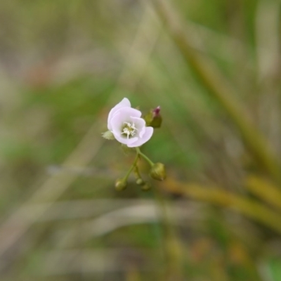 Drosera auriculata (Tall Sundew) at Acton, ACT - 22 Oct 2017 by ClubFED