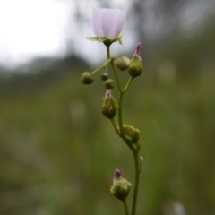 Drosera auriculata at Acton, ACT - 22 Oct 2017 03:16 PM