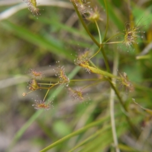 Drosera auriculata at Acton, ACT - 22 Oct 2017