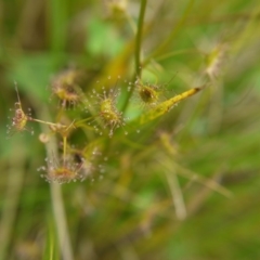 Drosera auriculata at Acton, ACT - 22 Oct 2017