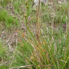 Drosera auriculata at Acton, ACT - 22 Oct 2017