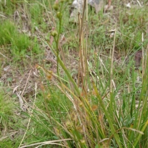 Drosera auriculata at Acton, ACT - 22 Oct 2017