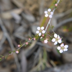 Leptospermum multicaule (Teatree) at Point 5515 - 22 Oct 2017 by ClubFED