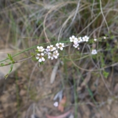 Gaudium multicaule at Undefined Area - 22 Oct 2017 03:26 PM