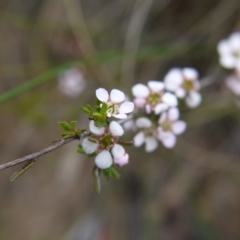 Gaudium multicaule at Undefined Area - 22 Oct 2017 03:26 PM