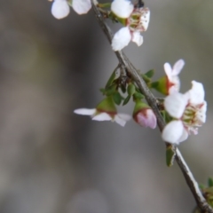 Gaudium multicaule at Undefined Area - 22 Oct 2017 03:26 PM