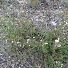 Gaudium multicaule at Undefined Area - 22 Oct 2017 03:26 PM