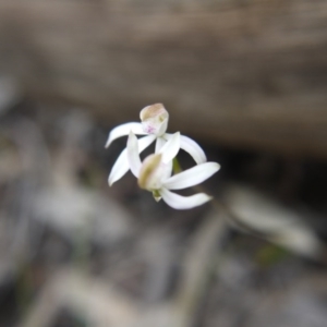 Caladenia moschata at Acton, ACT - suppressed