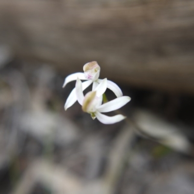 Caladenia moschata (Musky Caps) at Acton, ACT - 22 Oct 2017 by ClubFED