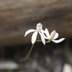 Caladenia moschata at Acton, ACT - suppressed