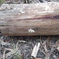 Caladenia moschata at Acton, ACT - 22 Oct 2017