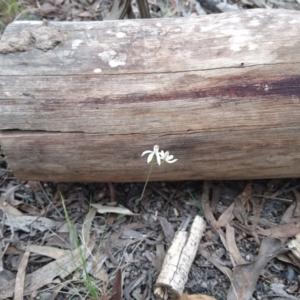 Caladenia moschata at Acton, ACT - suppressed