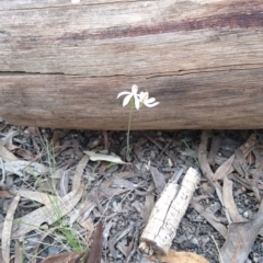 Caladenia moschata at Acton, ACT - suppressed