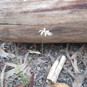 Caladenia moschata at Acton, ACT - 22 Oct 2017