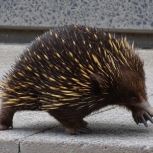 Tachyglossus aculeatus at Campbell, ACT - 22 Oct 2017
