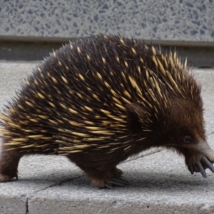 Tachyglossus aculeatus at Campbell, ACT - 22 Oct 2017 12:44 PM