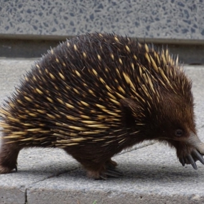 Tachyglossus aculeatus (Short-beaked Echidna) at Campbell, ACT - 22 Oct 2017 by roymcd