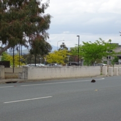 Tachyglossus aculeatus at Campbell, ACT - 22 Oct 2017 12:44 PM