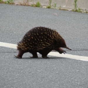 Tachyglossus aculeatus at Campbell, ACT - 22 Oct 2017 12:44 PM