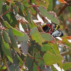 Delias harpalyce (Imperial Jezebel) at Red Hill, ACT - 22 Oct 2017 by roymcd