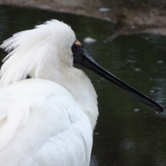 Platalea regia (Royal Spoonbill) at Jerrabomberra Wetlands - 21 Oct 2017 by roymcd