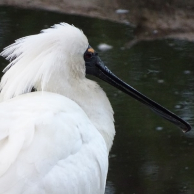 Platalea regia (Royal Spoonbill) at Fyshwick, ACT - 21 Oct 2017 by roymcd