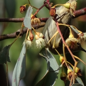 Myzomela sanguinolenta at Symonston, ACT - 22 Oct 2017