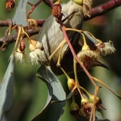 Myzomela sanguinolenta at Symonston, ACT - 22 Oct 2017