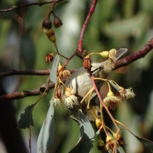 Myzomela sanguinolenta at Symonston, ACT - 22 Oct 2017