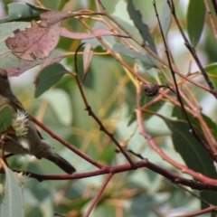 Myzomela sanguinolenta at Symonston, ACT - 22 Oct 2017