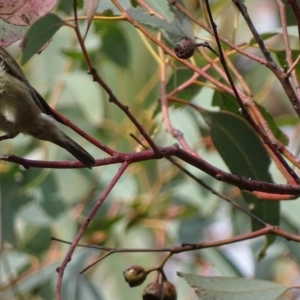 Myzomela sanguinolenta at Symonston, ACT - 22 Oct 2017